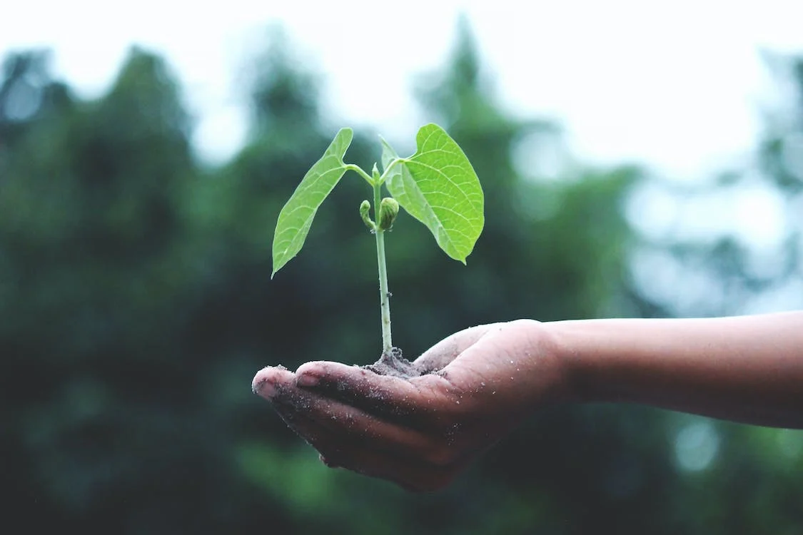 The Power of Compound Interest: How to Grow Your Savings